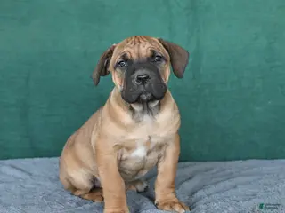 South African Boerboels dogs Amber - Ad 3