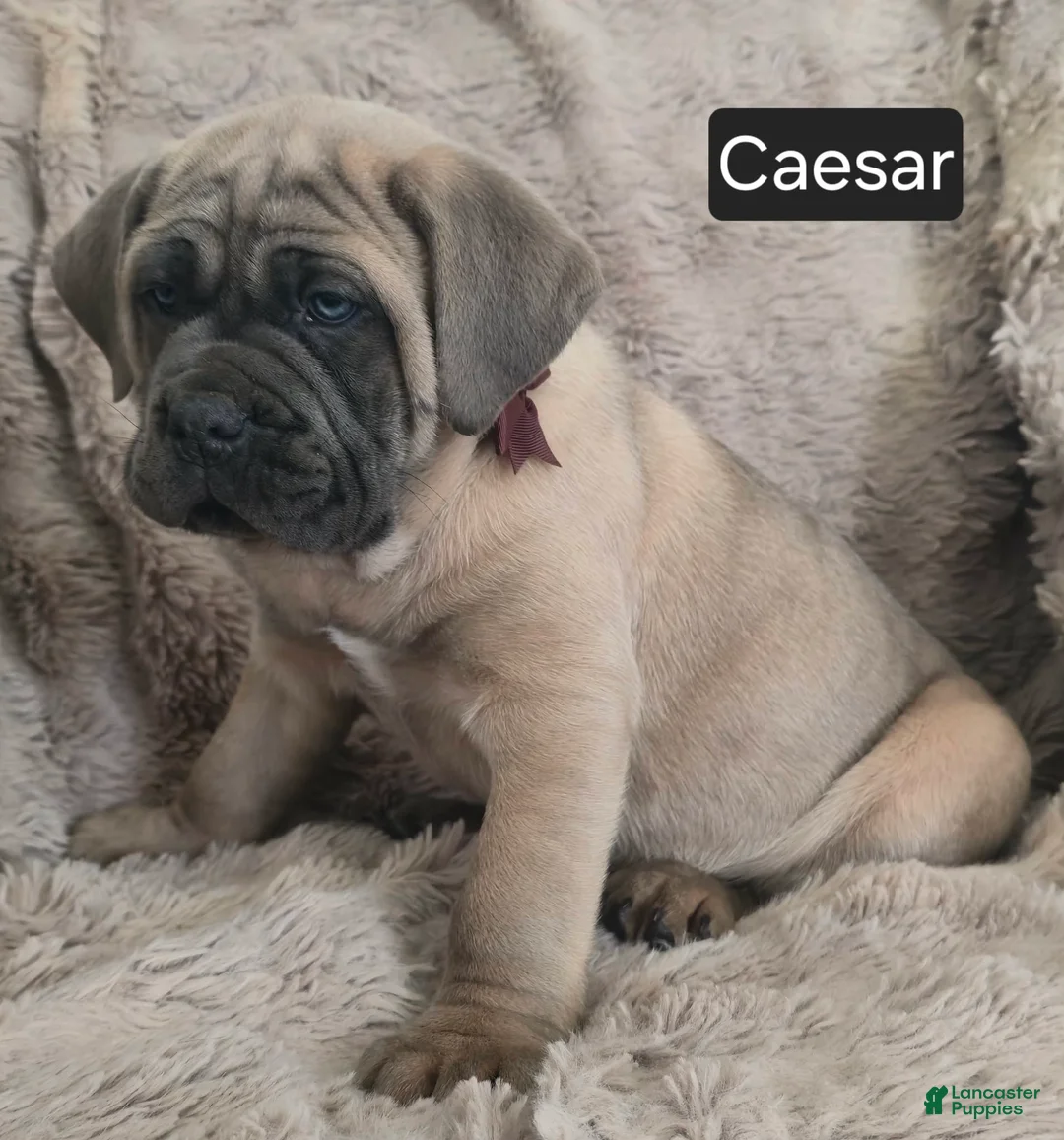Cane Corso dogs for sale: Caesar - Ad 3