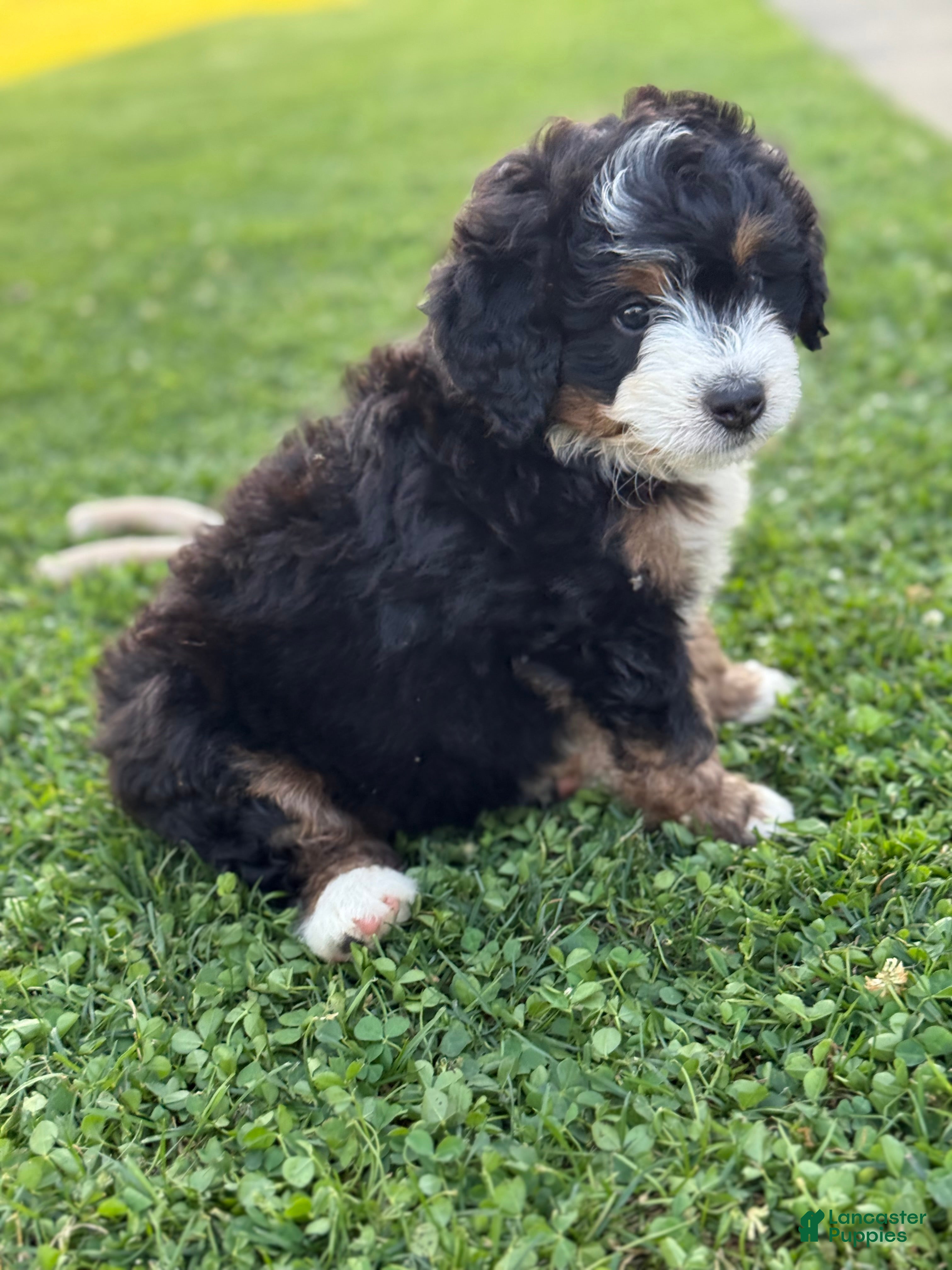 Mini Bernedoodle dogs Ridge - Ad 2