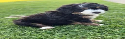 Mini Bernedoodle dogs for sale: Ridge - Ad 2
