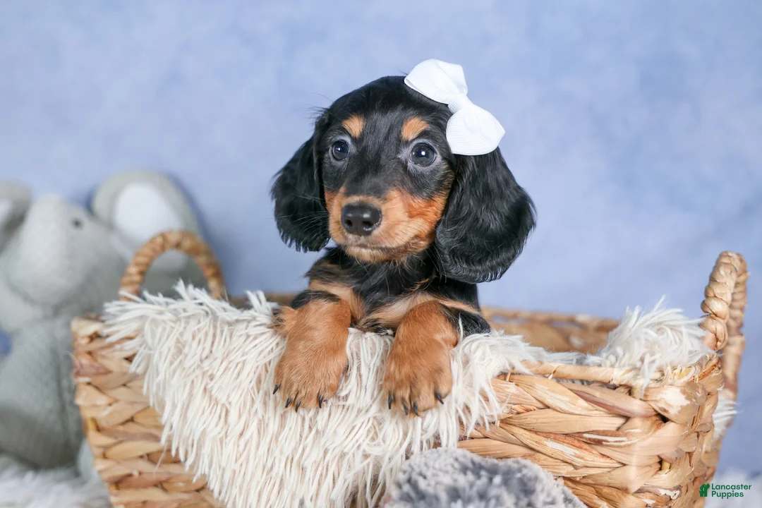 Miniature Dachshund dogs for sale: 🐾 MEET VIKING 🐶❤️ - Ad 1