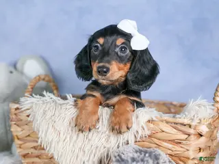 Miniature Dachshund dogs for sale: 🐾 MEET VIKING 🐶❤️ - Ad 1