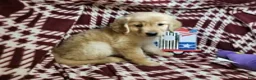 Golden Retriever dogs for sale: Betsy Blue (F) - Ad 1