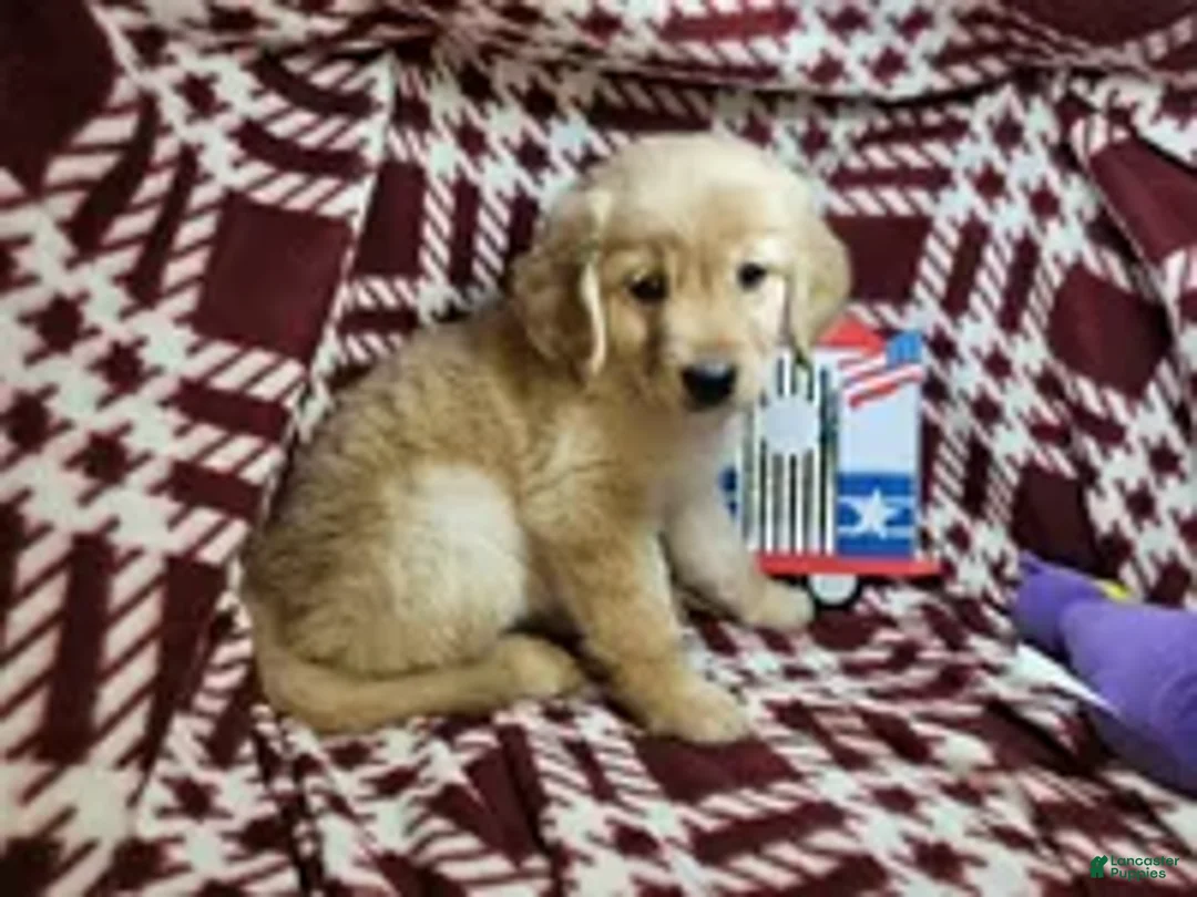 Golden Retriever dogs for sale: Betsy Blue (F) - Ad 1