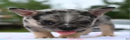 Mixed Breed dogs for sale: Cindy merle and tan  - Ad 10
