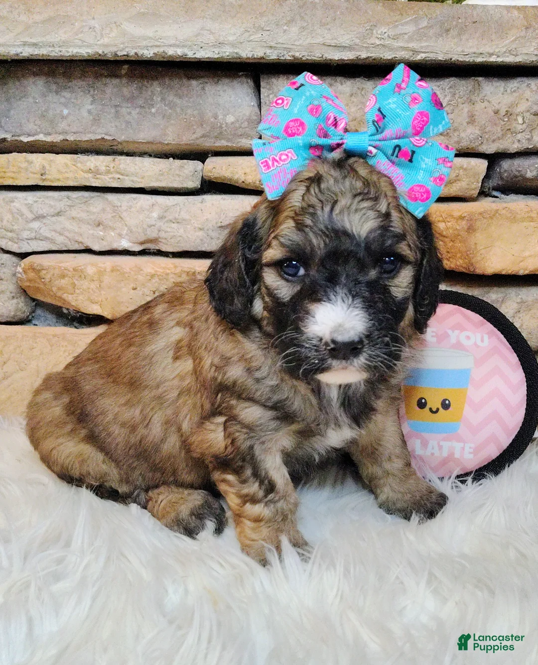 Saint Berdoodles dogs for sale: Goldberry- F1b Saint Berdoodle - Ad 4