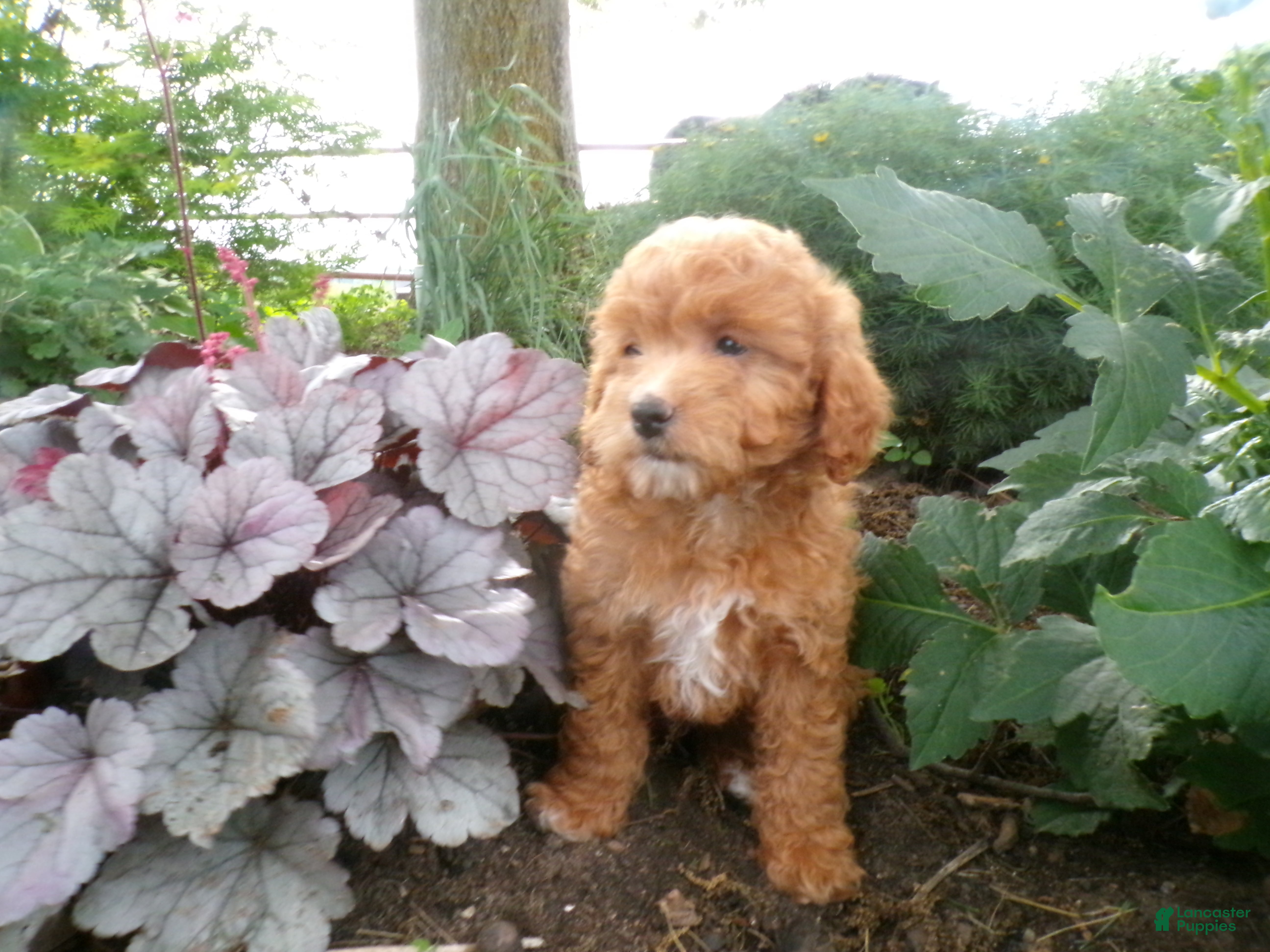Cockapoo dogs Connie - Ad 2