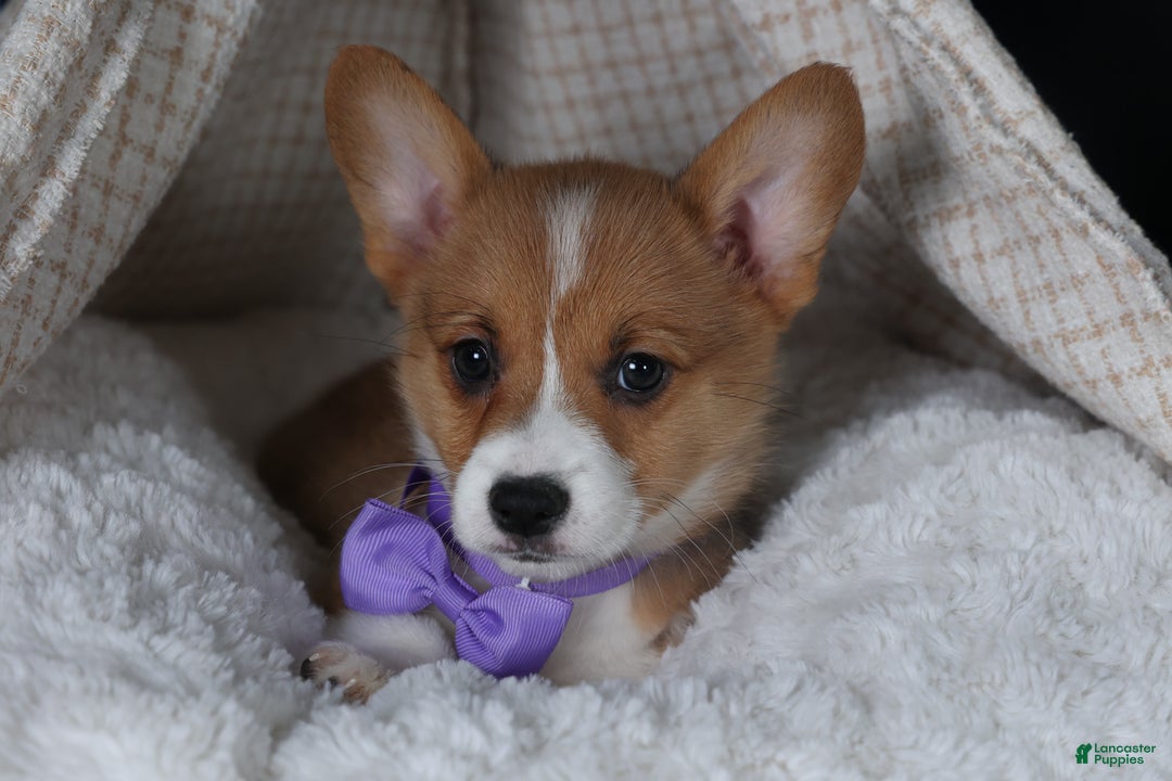 Welsh Corgi Pembroke dogs for sale: Holden - Ad 15