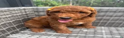 Mini Goldendoodle dogs for sale: Nala - Ad 2
