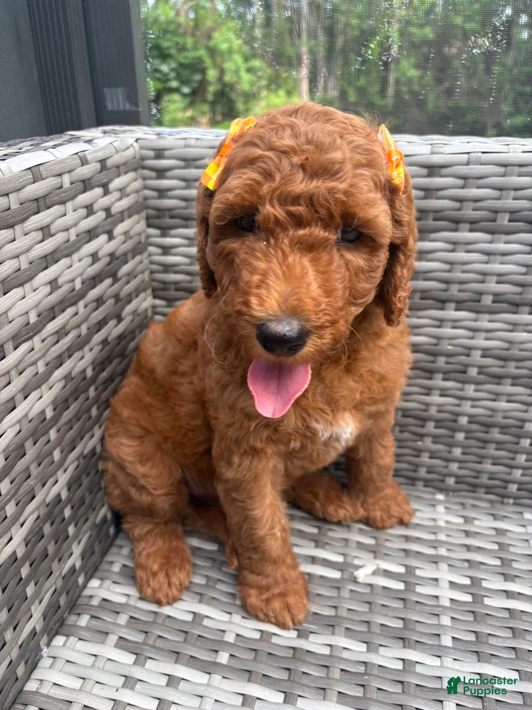 Mini Goldendoodle dogs for sale: Nala - Ad 2