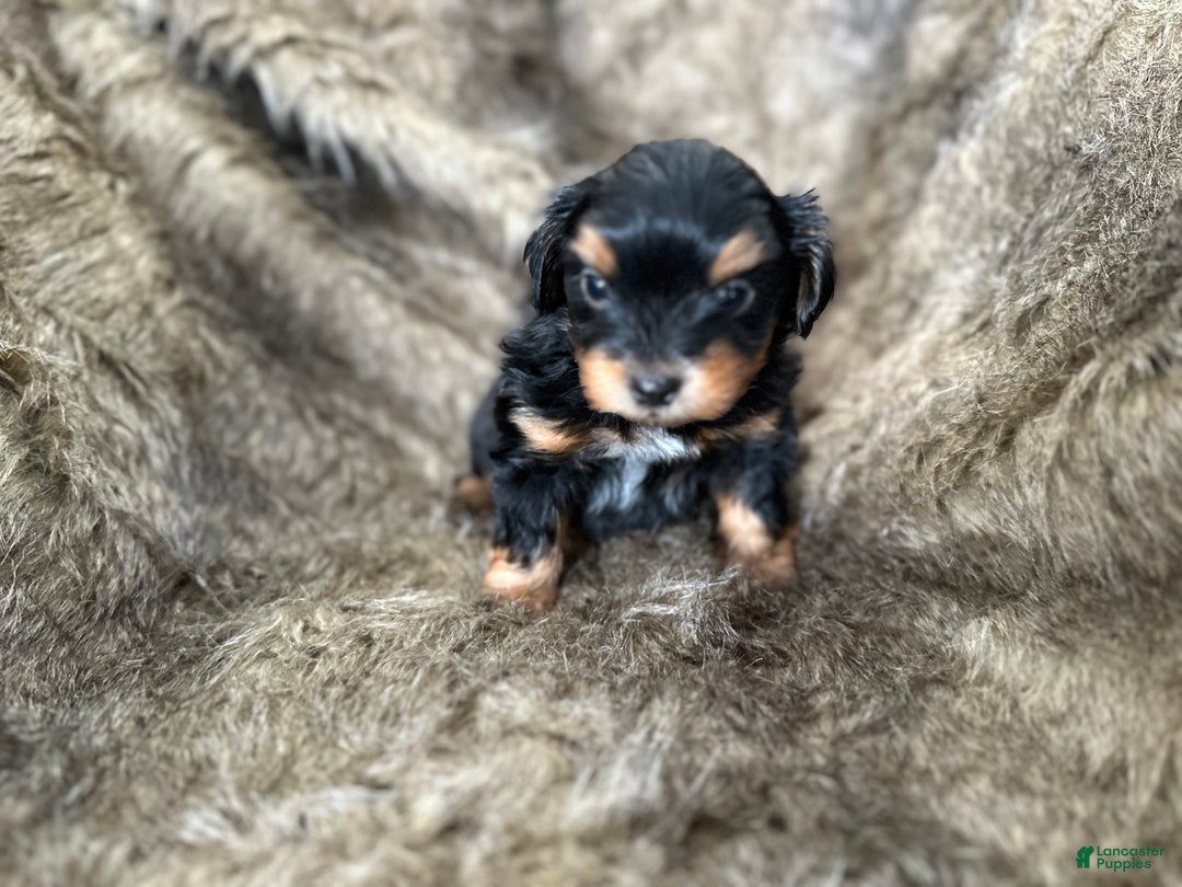 Shorkie dogs for sale: Luke - Ad 9