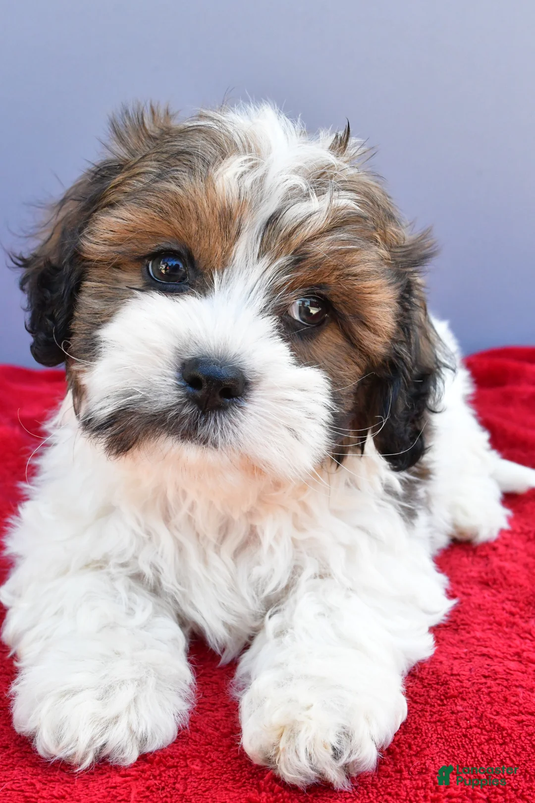 Teddy Bear dogs for sale: Trigger - Ad 2