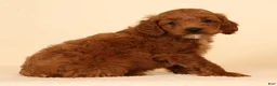 Mini Goldendoodle dogs for sale: Miles - Ad 4