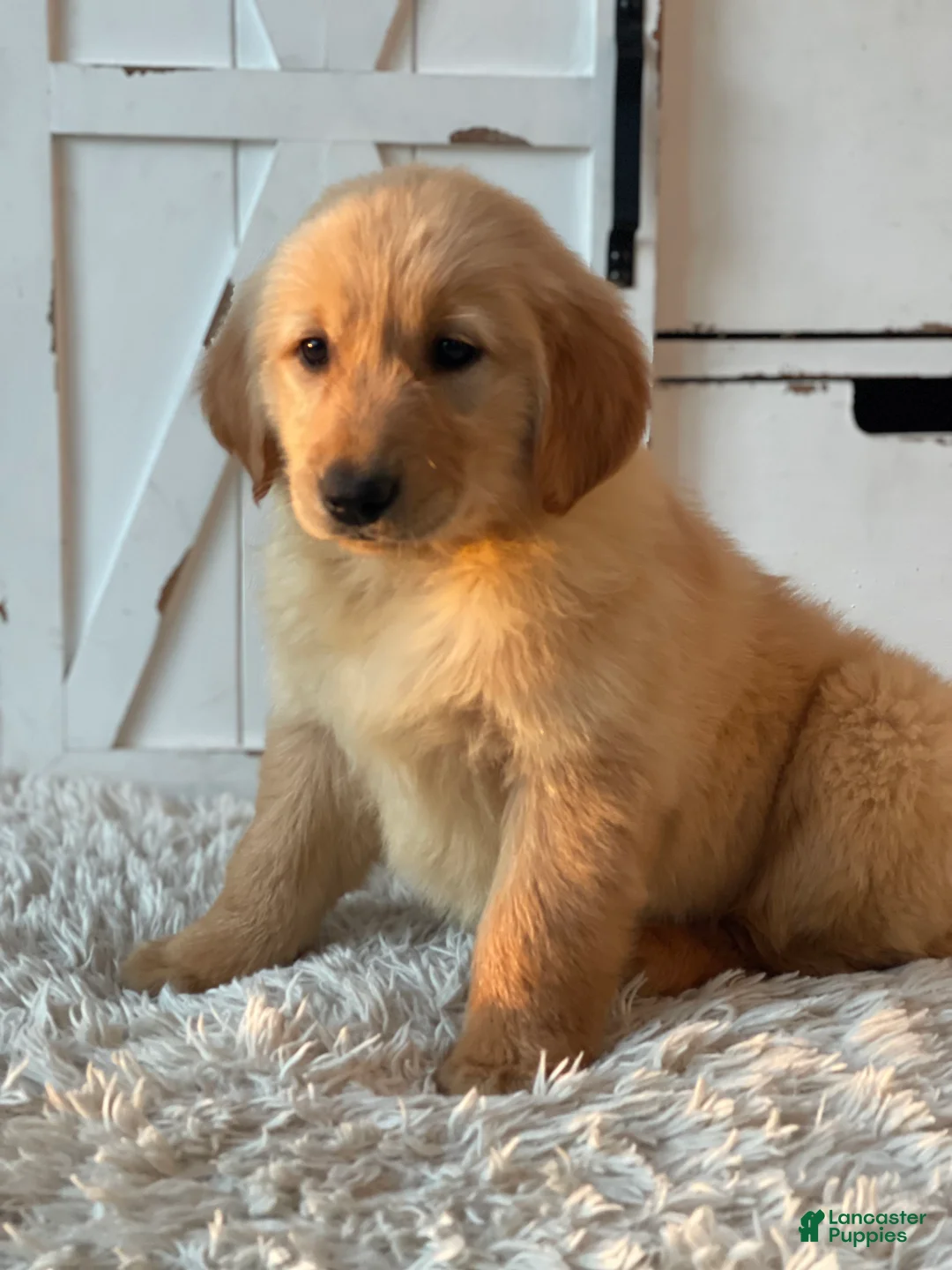 Golden Retriever dogs for sale: Charlie  - Ad 2