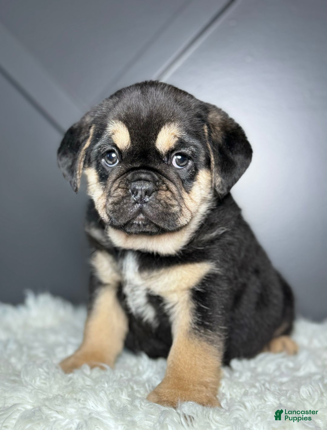 Mixed Breed dogs for sale: Hazel  - Ad 2