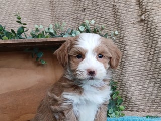 Havanese dogs Monroe - Ad 23