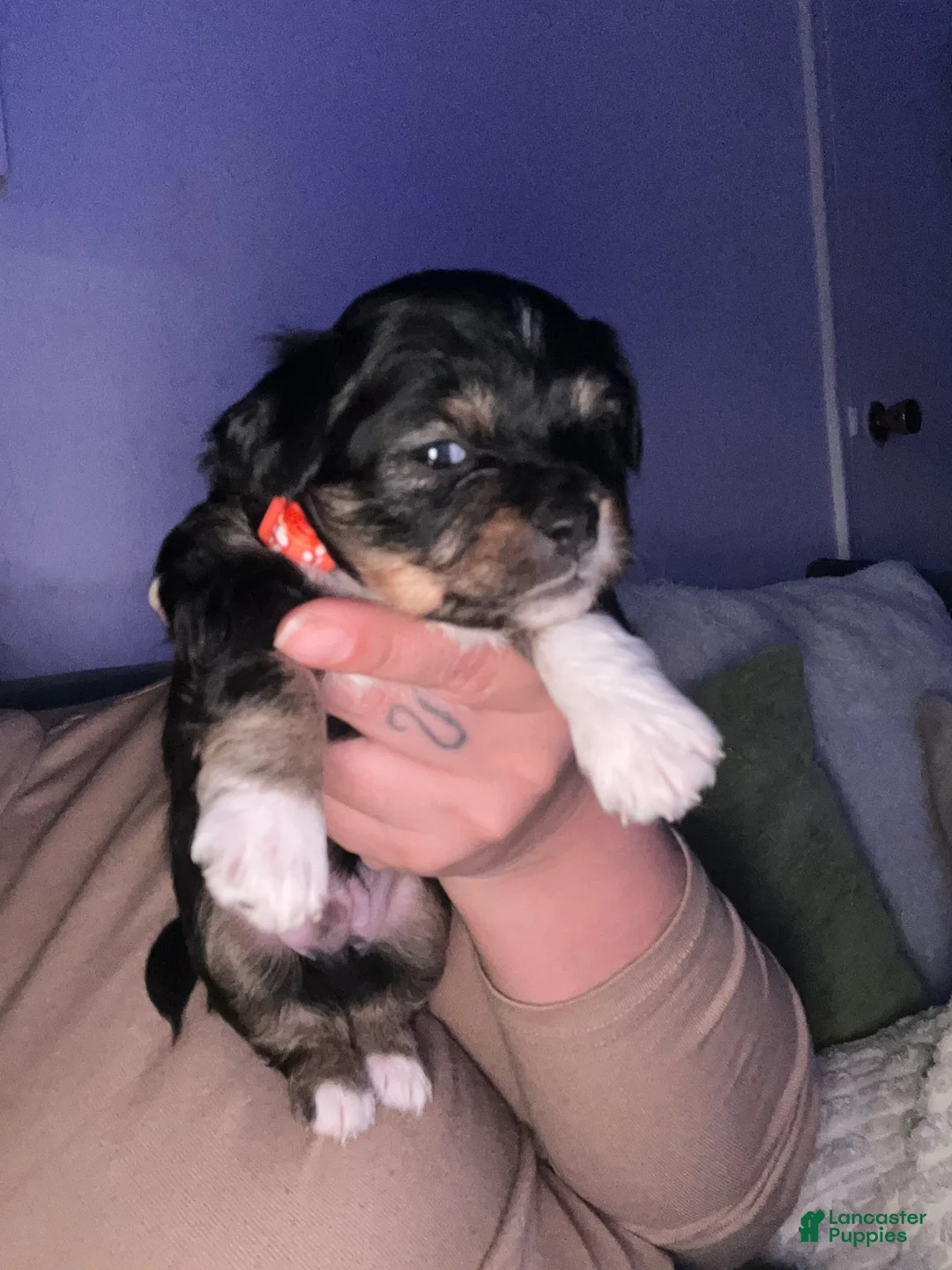 Chihuahua dogs for sale: Chihuahua Puppy 3 - Ad 2