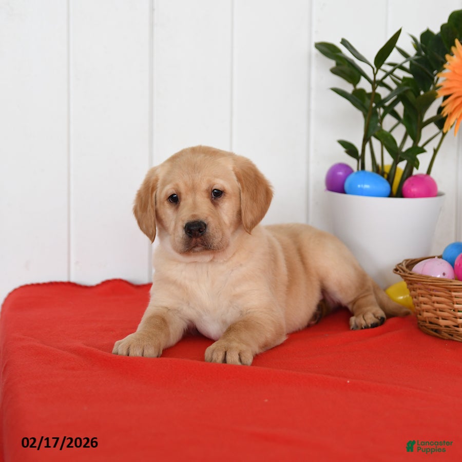 Goldador dogs Klifford - Ad 2