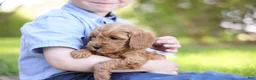 Goldendoodle dogs for sale: Tucker - Ad 3