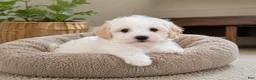 Maltipoo dogs for sale: Ben - Ad 7