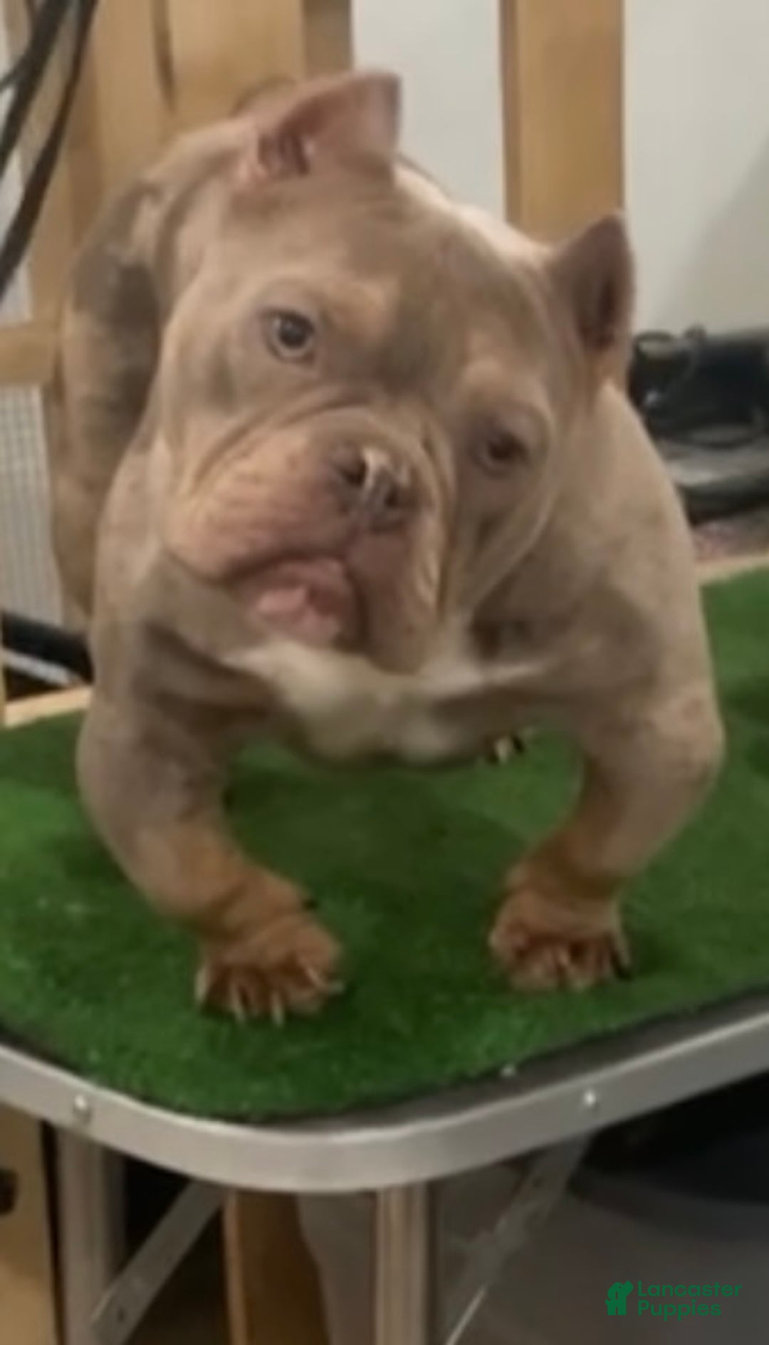 American Bully dogs for sale: Lilac male - Ad 3