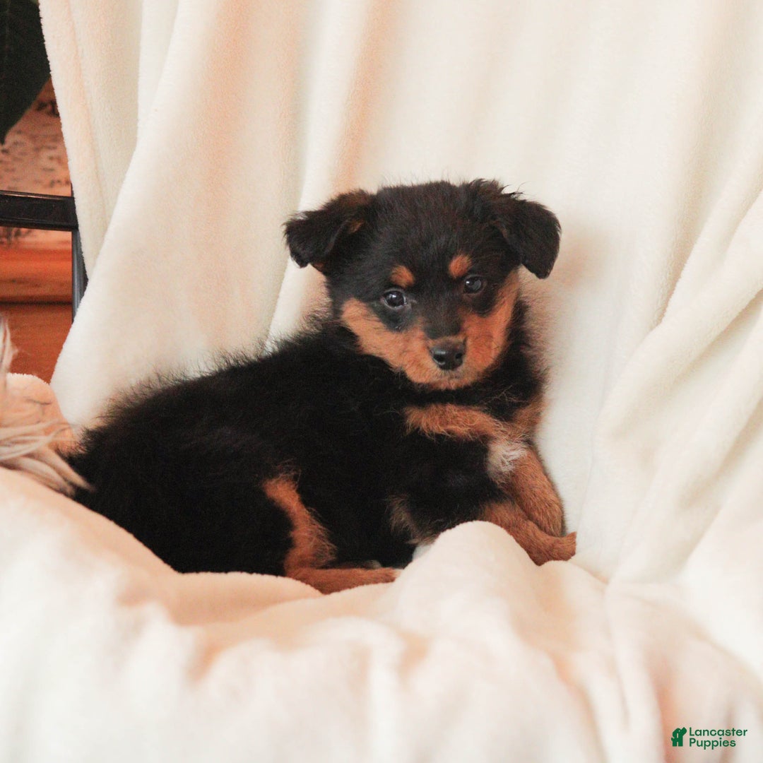 Mixed Breed dogs for sale: Naida - Ad 5