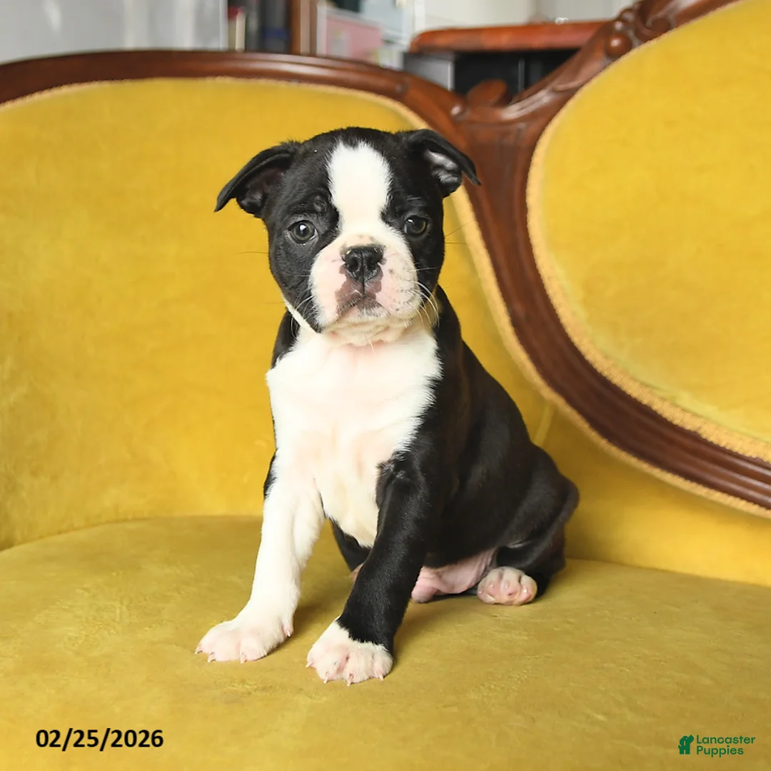 Boston Terrier dogs for sale: Shane - Ad 4