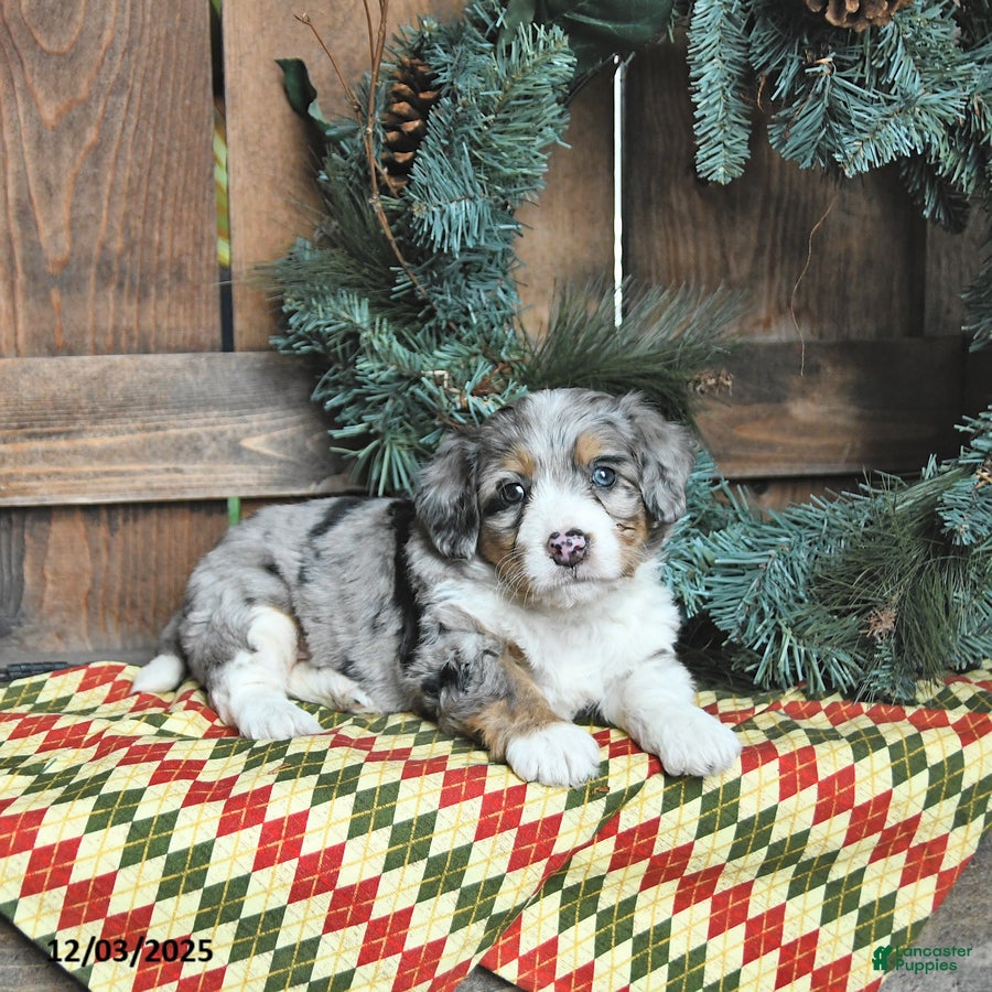 Mini Bernedoodle dogs Sasha - Ad 27