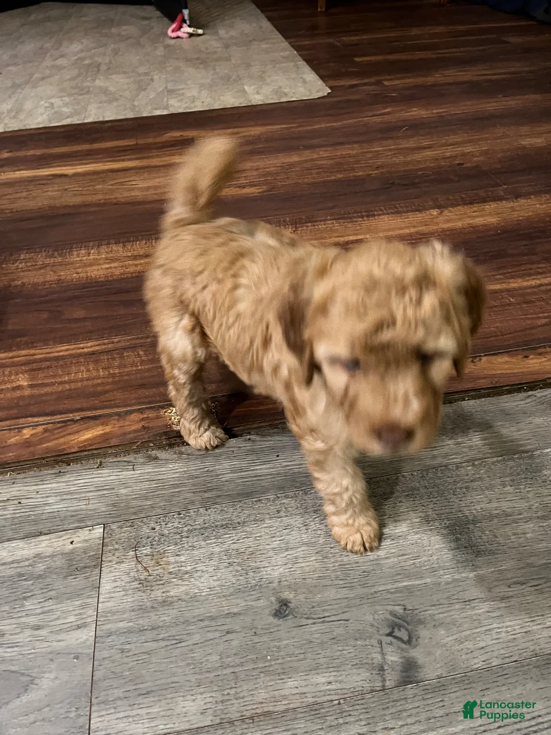 Goldendoodle dogs for sale: Goldendoodle Puppy 4 - Ad 2