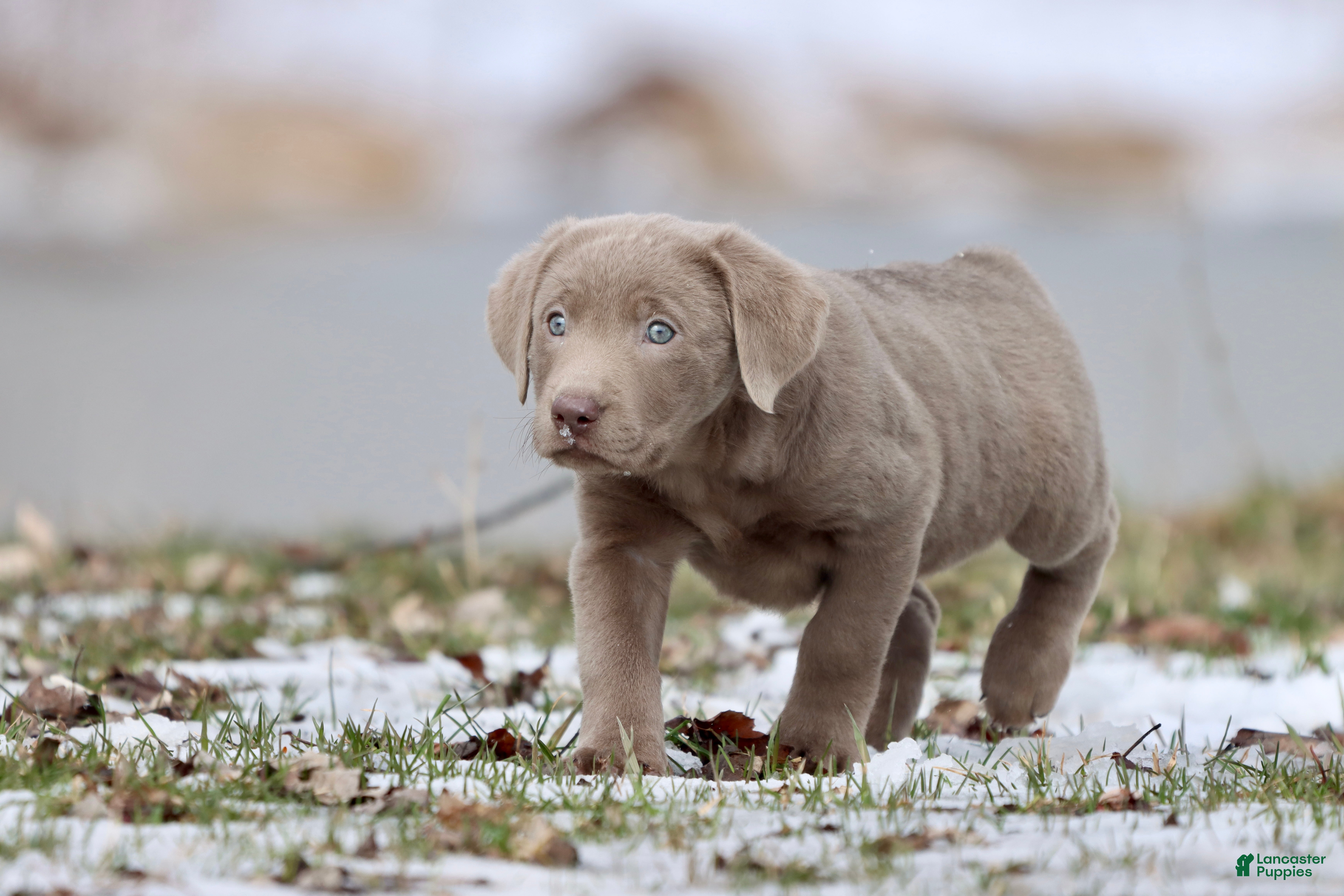 Labrador Retriever dogs Cola - Ad 28