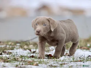 Labrador Retriever dogs Cola - Ad 28