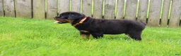 Rottweiler dogs for sale: Buck - Ad 7