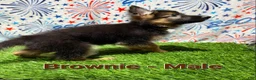 German Shepherd dogs for sale: Brownie - Ad 4