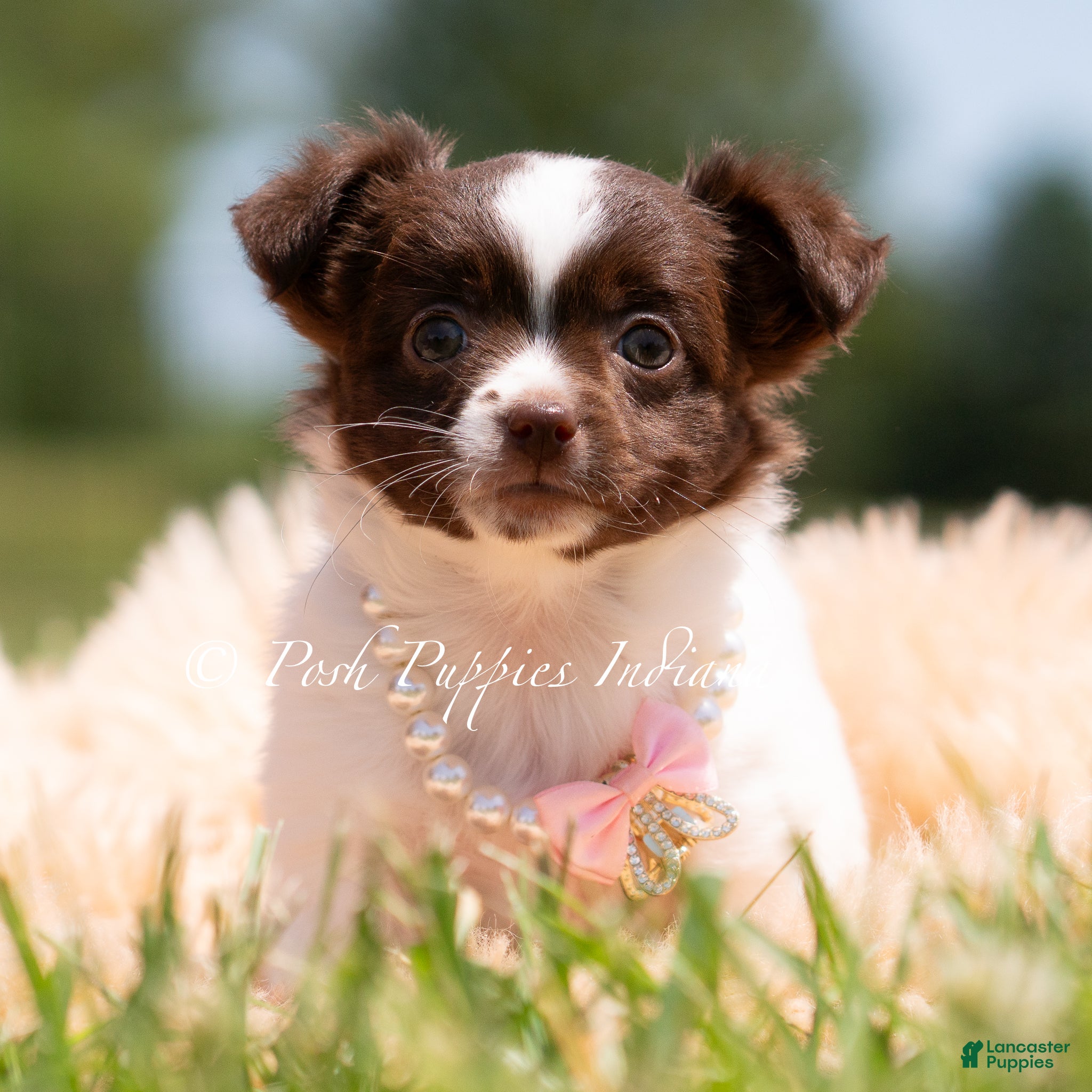 Chihuahua dogs Sparklebean - Ad 39