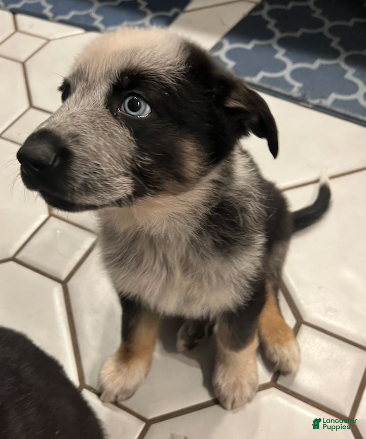 German Shepherd dogs Chica - German Shepherd Puppy  - Ad 17