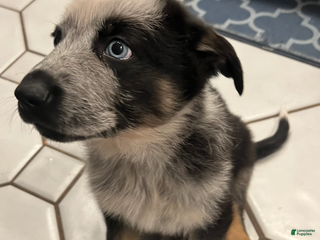 German Shepherd dogs Chica - German Shepherd Puppy - Ad 3