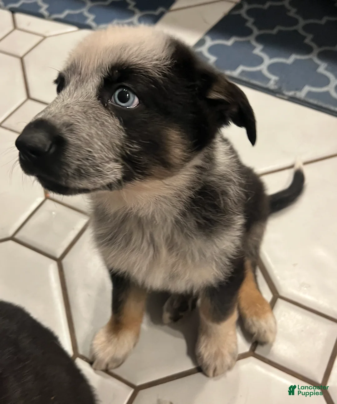 German Shepherd dogs for sale: Chica - German Shepherd Puppy  - Ad 2