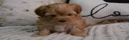 Maltipoo dogs for sale: Tom - Ad 5