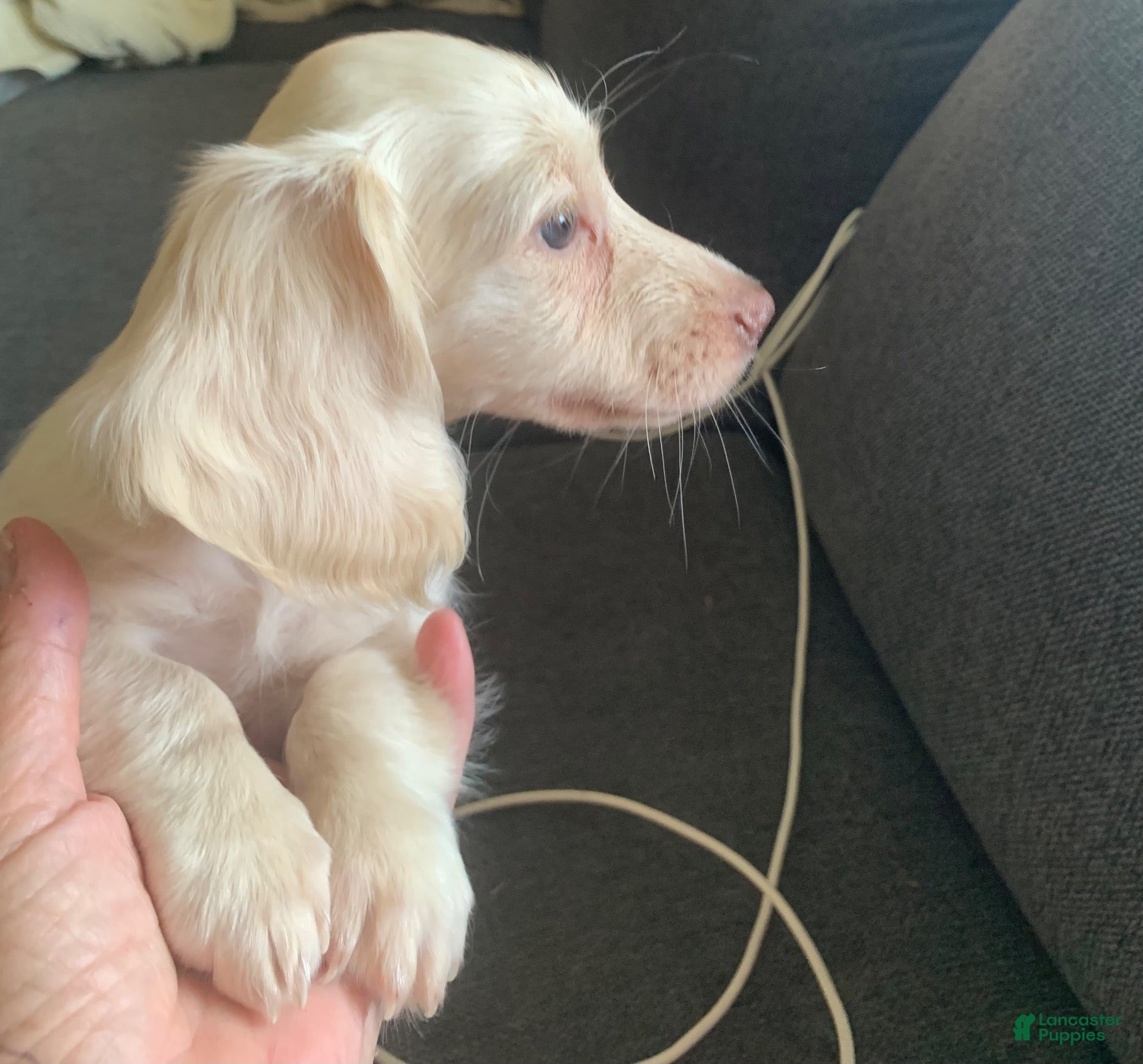 Miniature Dachshund dogs Miniature Dachshund 1 - Ad 1