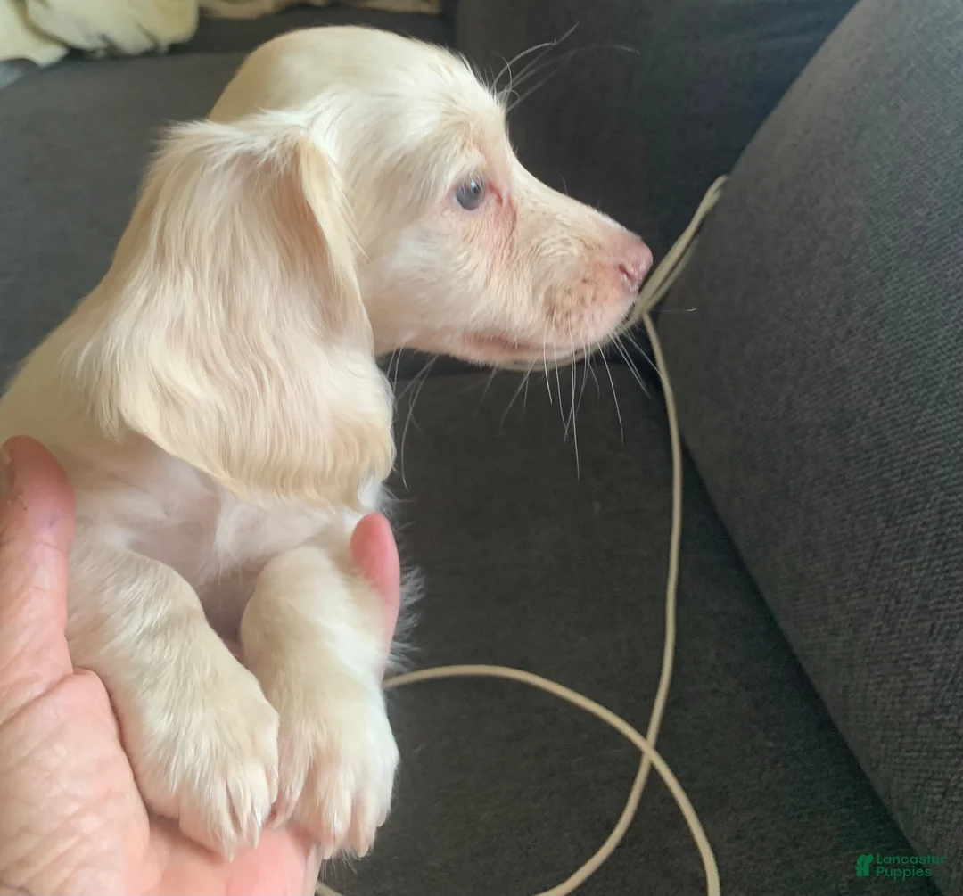 Miniature Dachshund dogs for sale: Miniature Dachshund 1 - Ad 1