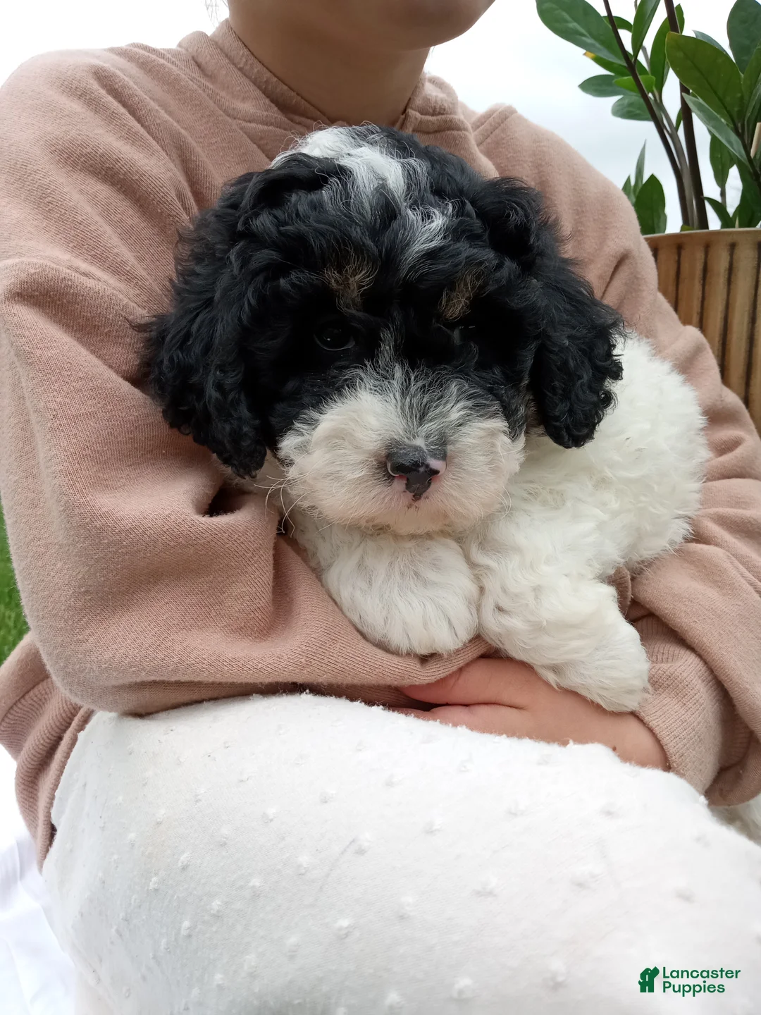 Mini Bernedoodle dogs for sale: Luna - Ad 2