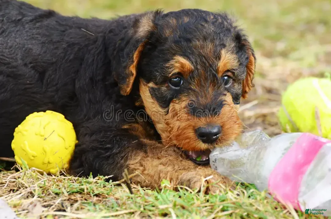 Airedale Terrier dogs for sale: Honey, Adult Airdale Terrier Bitch - Ad 3