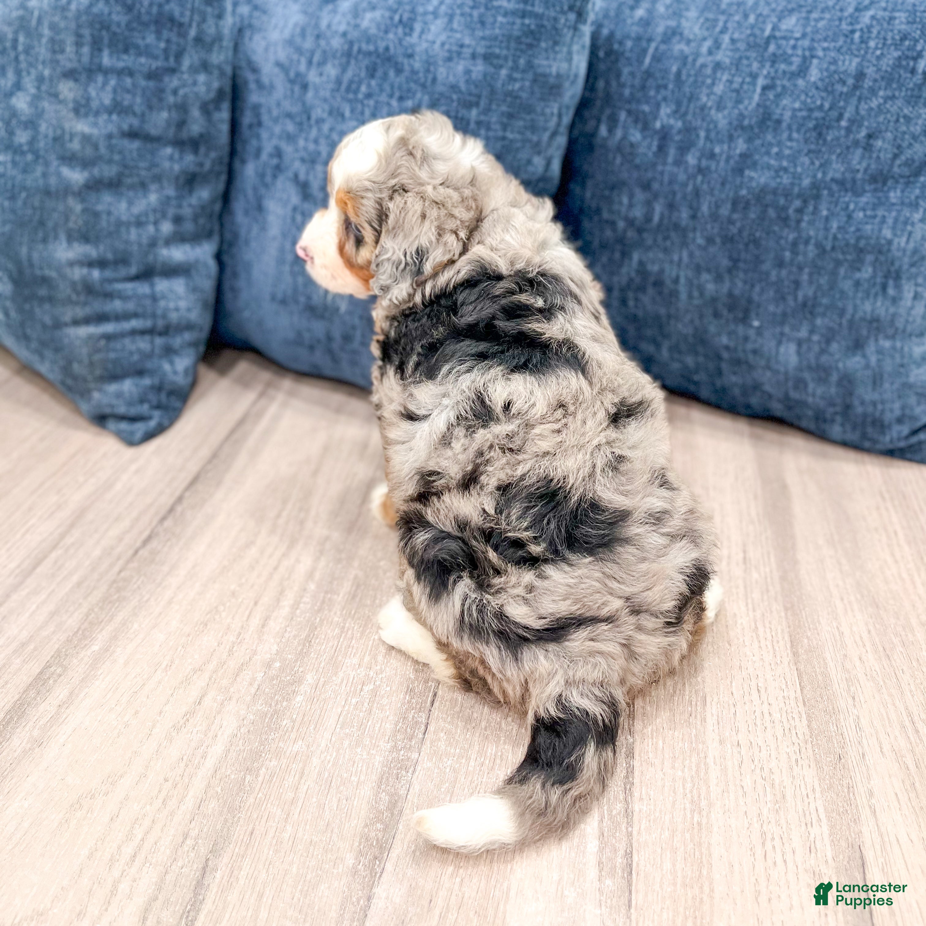 Mini Bernedoodle dogs for sale: Basil - Ad 5