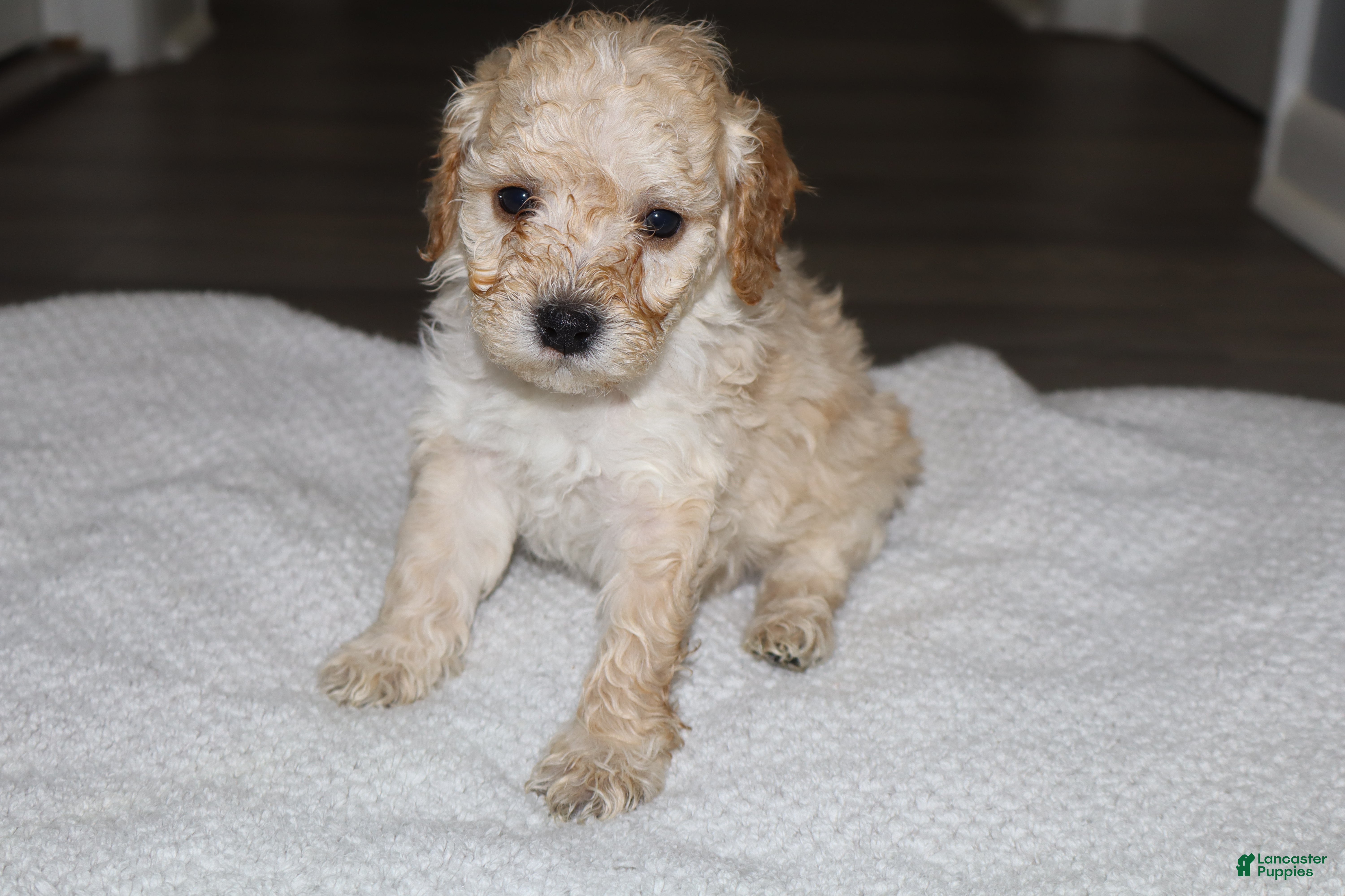 Miniature Poodle dogs for sale: Miniature Poodle Puppy 3 - Ad 3