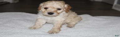 Miniature Poodle Puppy 3