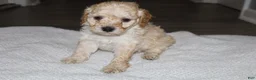 Miniature Poodle dogs for sale: Miniature Poodle Puppy 3 - Ad 1