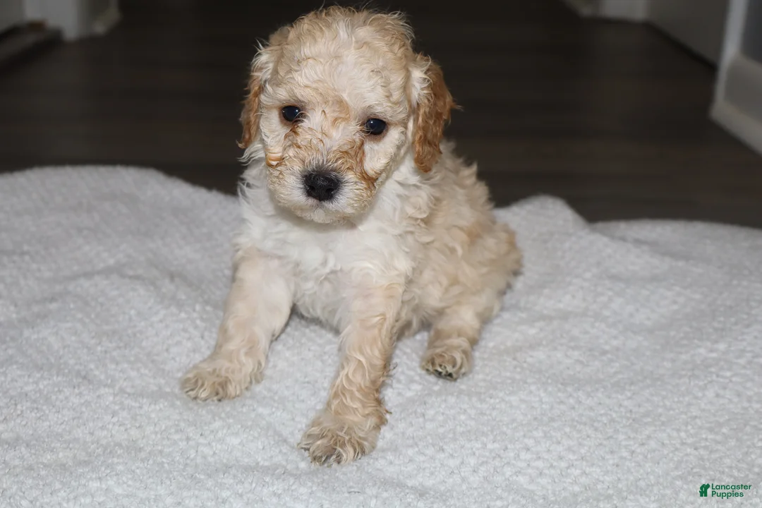 Miniature Poodle dogs for sale: Miniature Poodle Puppy 3 - Ad 1