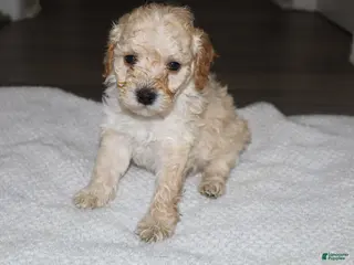 Miniature Poodle dogs Miniature Poodle Puppy 3 - Ad 3