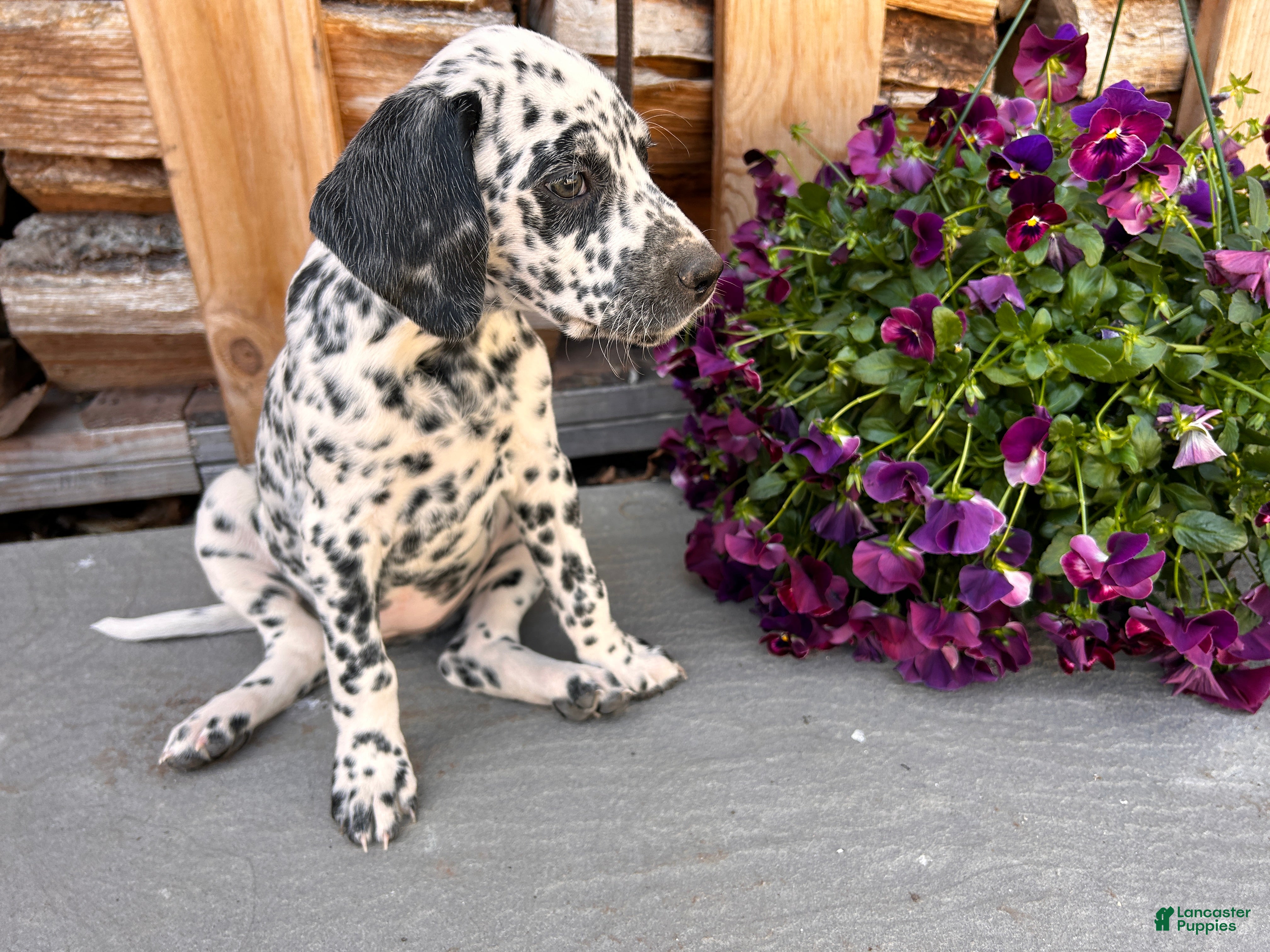 Mixed Breed dogs 🐊Dalmatian/GSP Ready Now - Ad 1