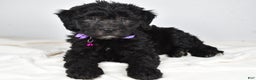 Newfypoo dogs for sale: Holly f one b - Ad 1